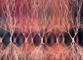 Două molecule inovatoare pot descifra mecanismele bolii Alzheimer