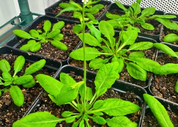 Mecanismul prin care plantele „se simt pline” poate reduce îngrășămintele