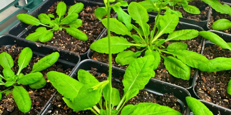 Mecanismul prin care plantele „se simt pline” poate reduce îngrășămintele