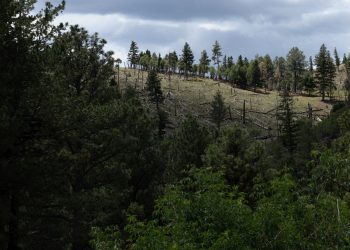 SUA elimină protecția pentru 18 milioane de hectare de păduri