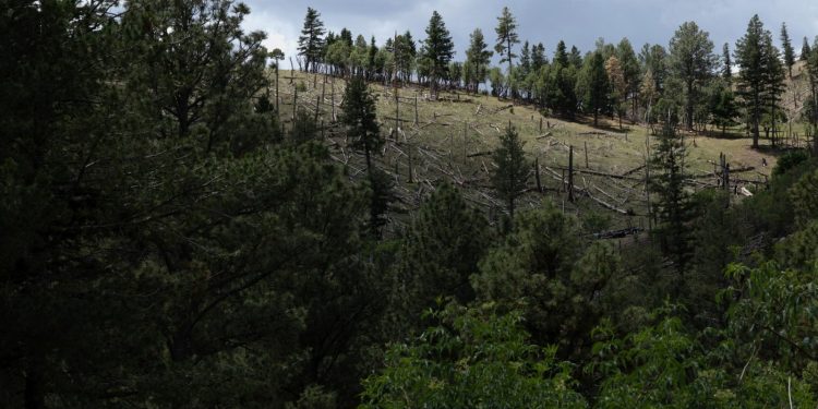 SUA elimină protecția pentru 18 milioane de hectare de păduri