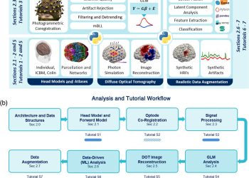 Un nou cadru Python unifică analiza imagisticii cerebrale optice